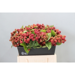 RUBUS FR CHESTER