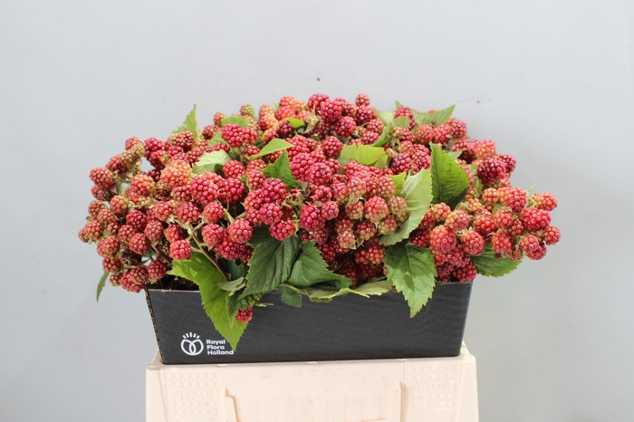 <h4>RUBUS FR CHESTER</h4>