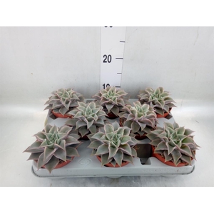 Echeveria ...