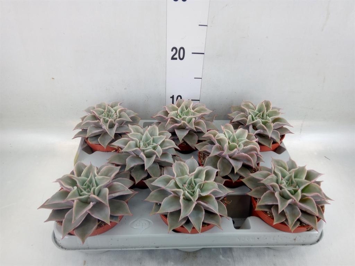 <h4>Echeveria   ...</h4>