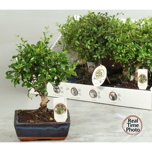 BONSAI GEM