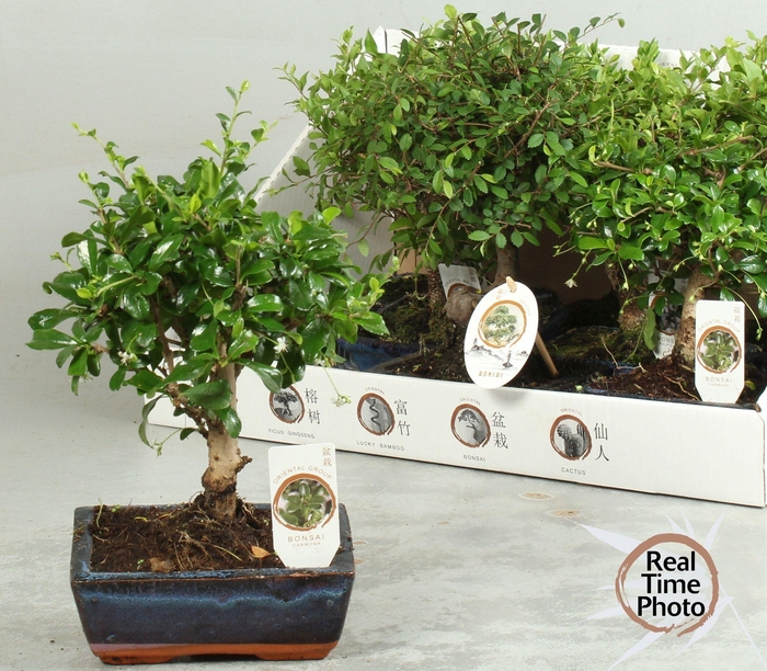 <h4>BONSAI GEM</h4>