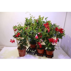 arr8 Mande Rio Grande Sca