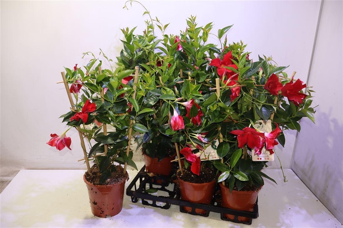 <h4>Mande Rio Grande Sca</h4>