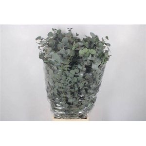 EUC CINEREA PER BOS X 5 BOS !!!