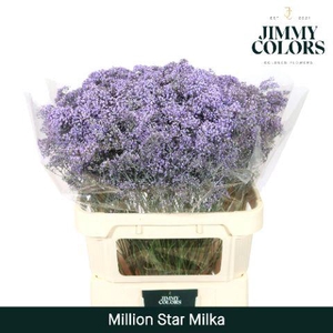 Gyps Million Star L80 Milka