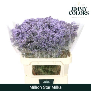 Gyps Million Star L80 Milka
