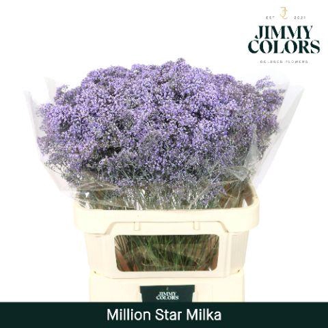 <h4>Gyps Million Star L80 Milka</h4>