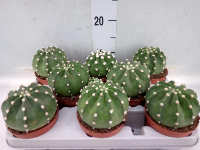 <h4>Echinopsis oxygona</h4>