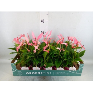 Anthurium andr. 'Lilli'