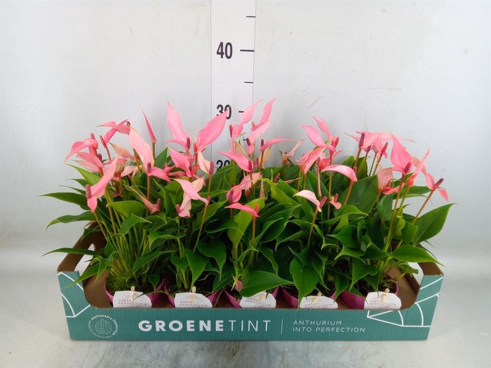 <h4>Anthurium andr. 'Lilli'</h4>