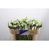 PAPAVER SOMN. ZAADDOZEN