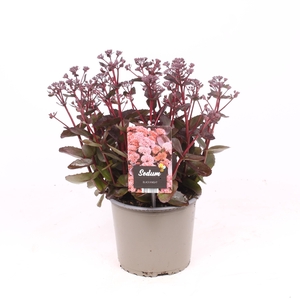 Sedum 'Black Knight'