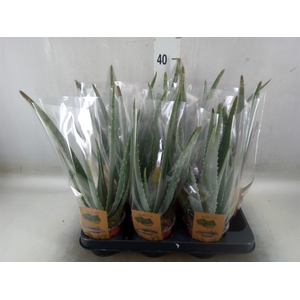 ALOE VERA BARBADENSIS