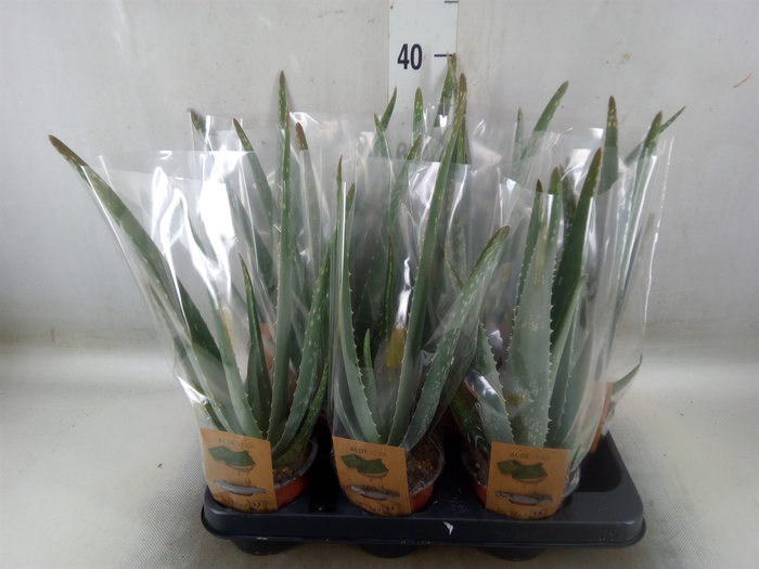 <h4>ALOE VERA BARBADENSIS</h4>