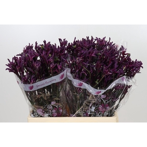 ANIGOZANTHOS BUSH MERLOT