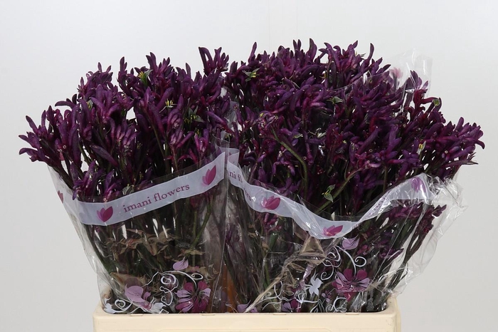 <h4>ANIGOZANTHOS BUSH MERLOT</h4>