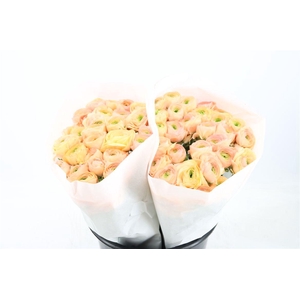 Ran Cloni Ex Touareg Pastel