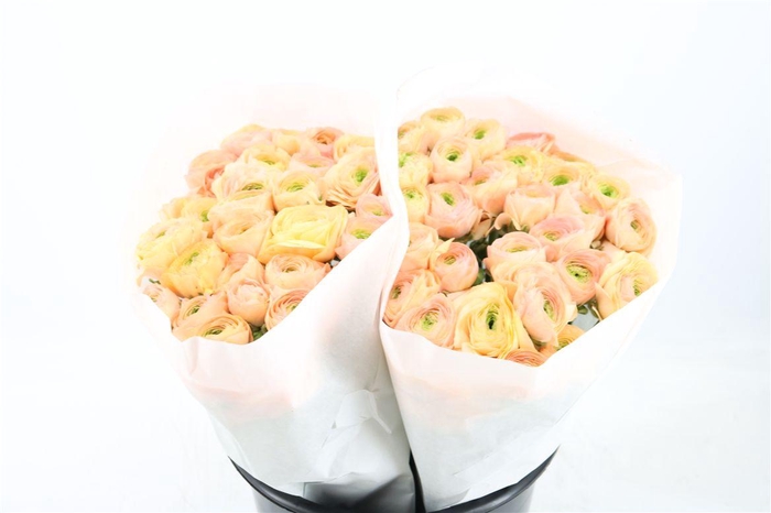 <h4>Ran Cloni Ex Touareg Pastel</h4>