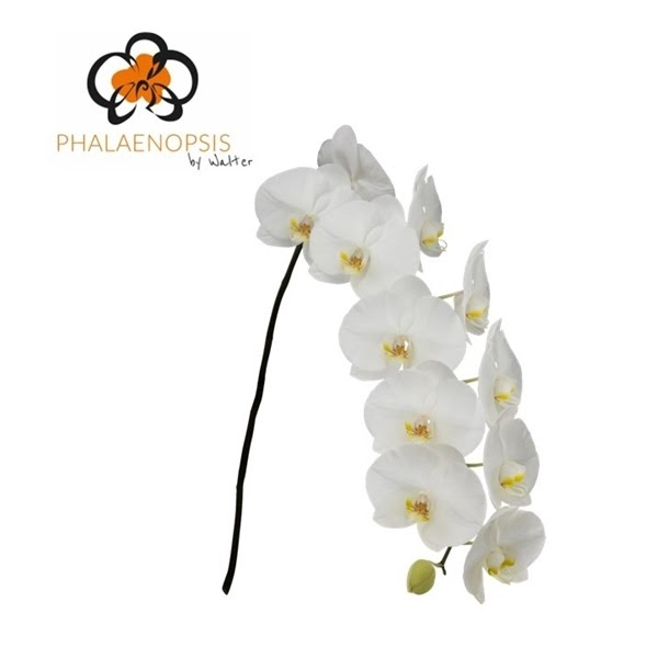 <h4>Phal Sensation White 45 Flowers</h4>