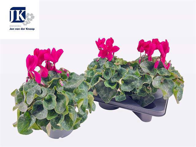 <h4>CYCL GR SUP MAMMOTH</h4>