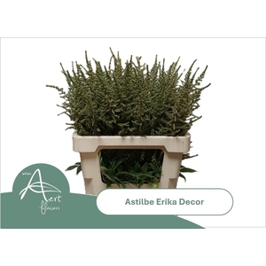 ASTIL AR ERIKA DECOR
