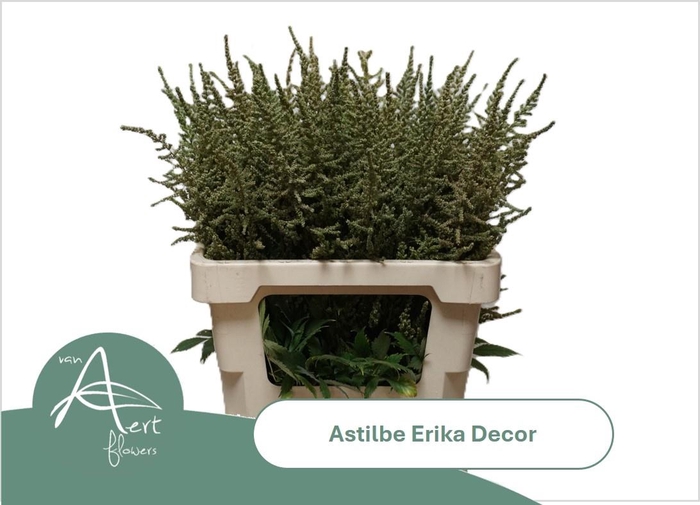 <h4>ASTIL AR ERIKA DECOR</h4>