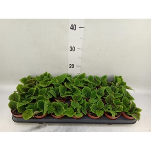 Pilea mollis 'Moon Valley'