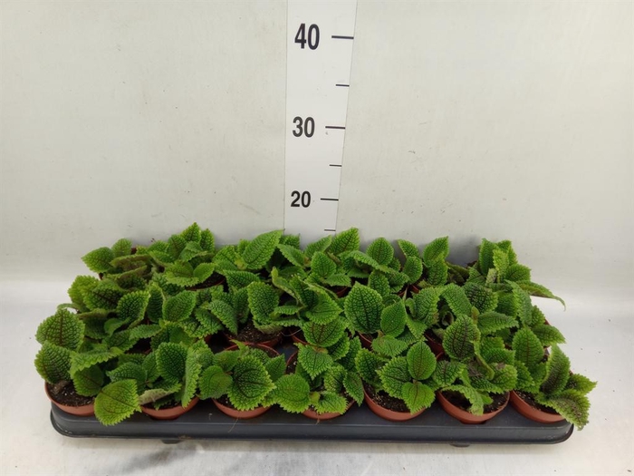<h4>Pilea mollis 'Moon Valley'</h4>