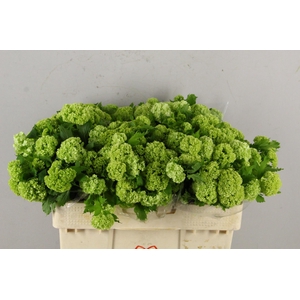 VIBURNUM ROSEUM PER BUNCH