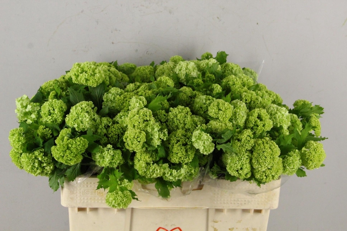 <h4>VIBURNUM ROSEUM PER BUNCH</h4>