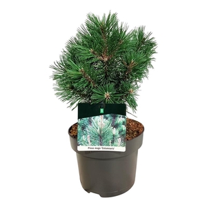 Pinus mugo 'Columnaris'