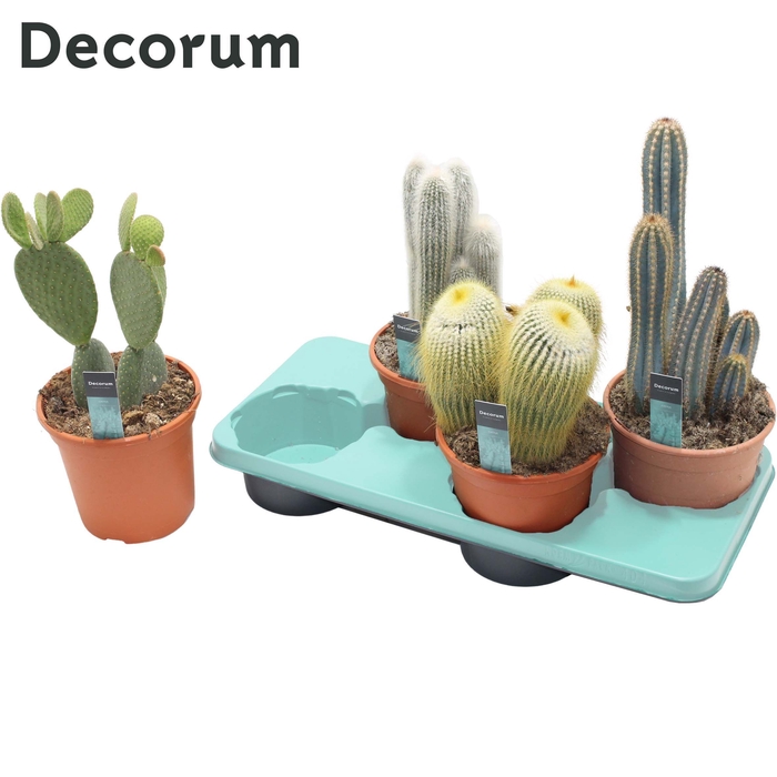 Cactus Column Mix (4spc.) (decorum)