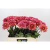 Dahlia Salmon Runner