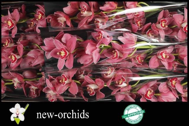 <h4>CYMB T TRINITY</h4>