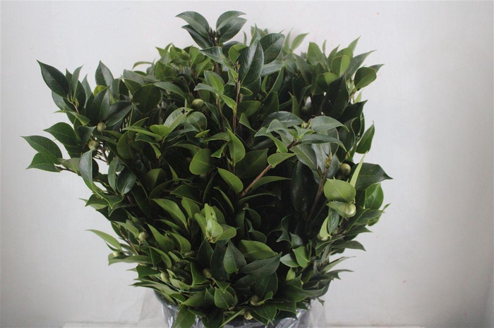 <h4>Camelia P Bunch</h4>