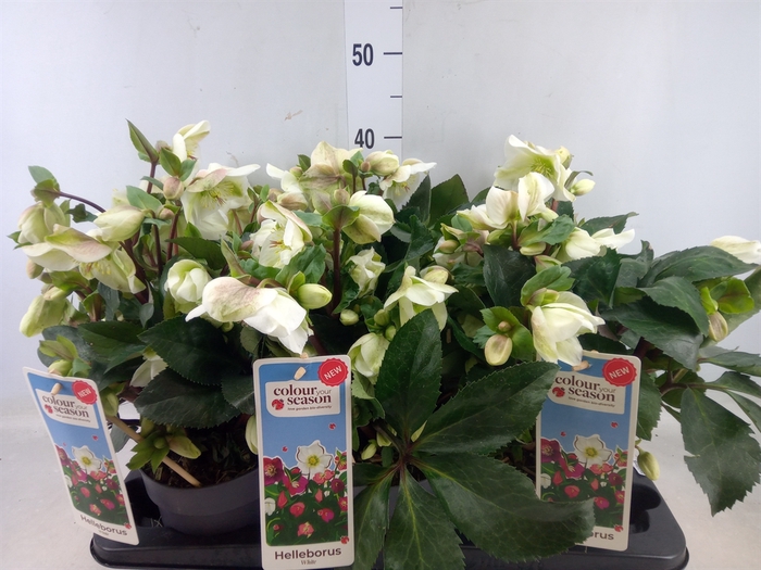 <h4>Helleborus   ...</h4>