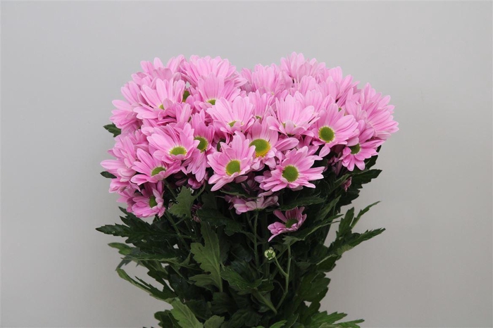 <h4>Chr T Rihanna</h4>