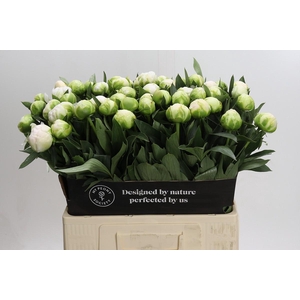 Paeonia Madame Claude Tain