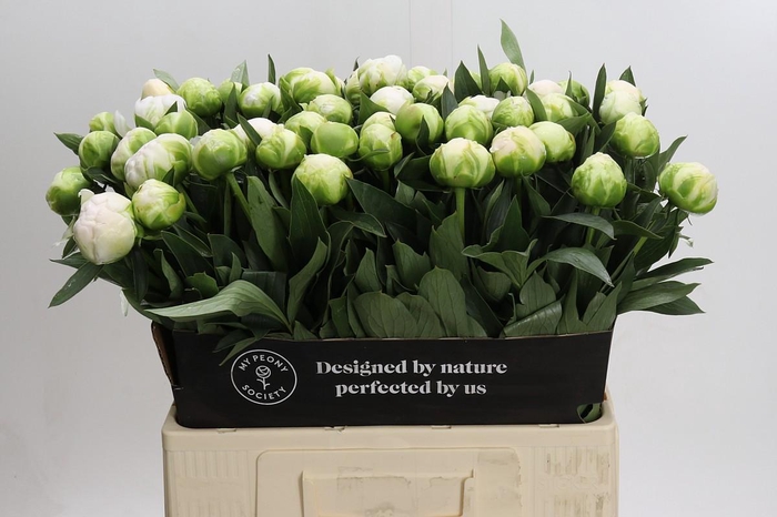 <h4>Paeonia Madame Claude Tain</h4>