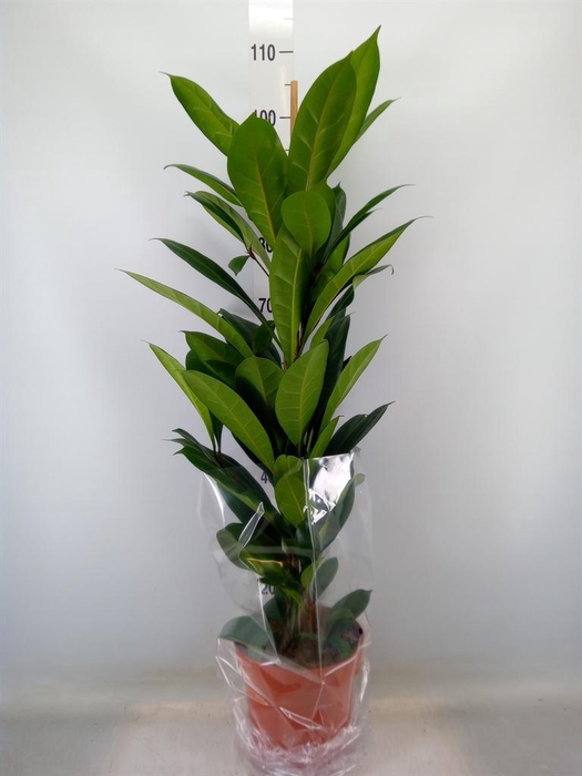 <h4>Ficus cyathistipula</h4>