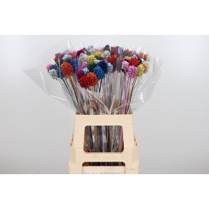 Allium Kl Bh Rainbow Mix