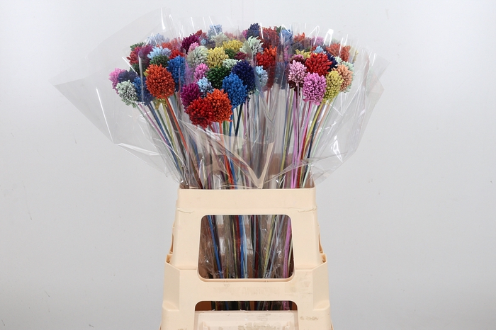 <h4>Allium Kl Bh Rainbow Mix</h4>