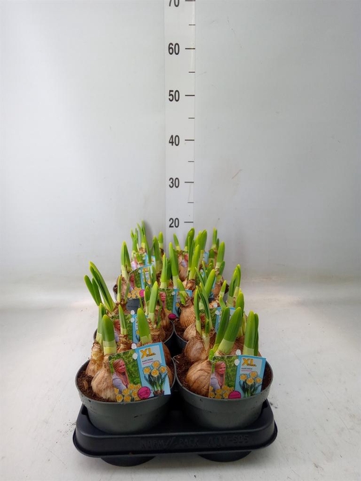 <h4>Narcissus DU 'Westward'</h4>