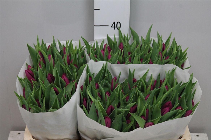 <h4>Tu En Purple Prince</h4>