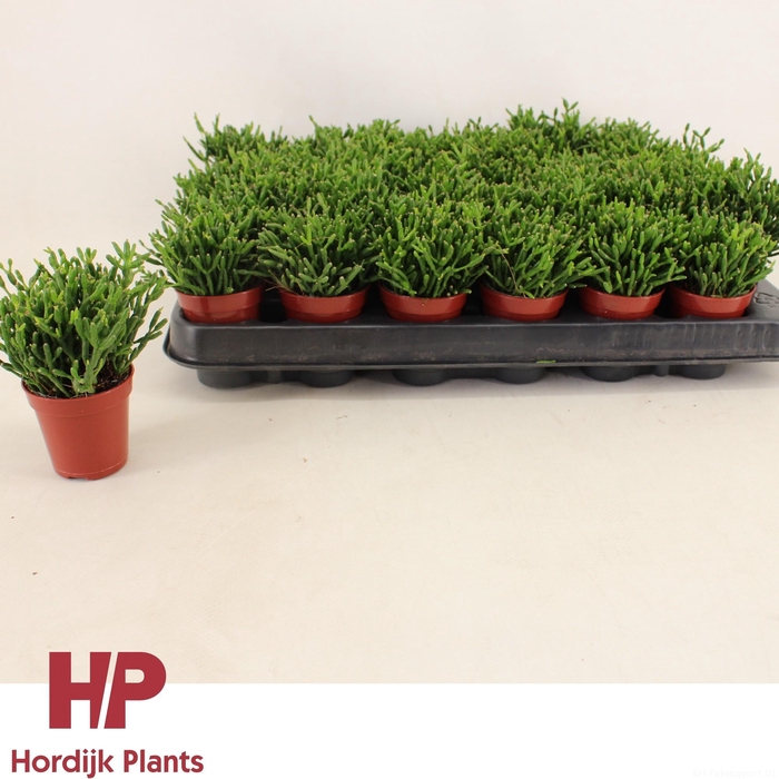 <h4>Hatiora 5,5cm</h4>