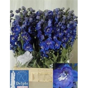 Delph Du Delphis Morning