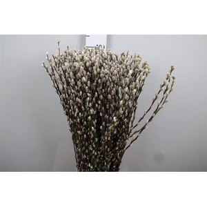Salix Ca Snow Flake
