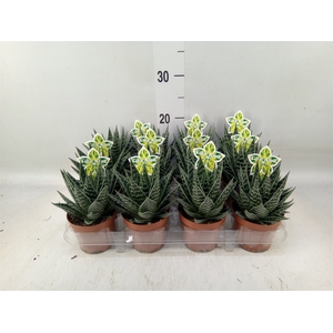 Aloe aristata 'Tiki Tahi'
