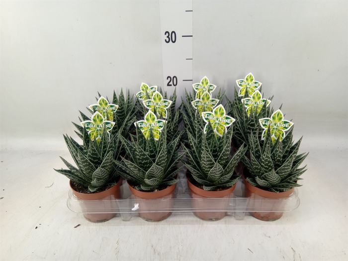 <h4>Aloe aristata 'Tiki Tahi'</h4>